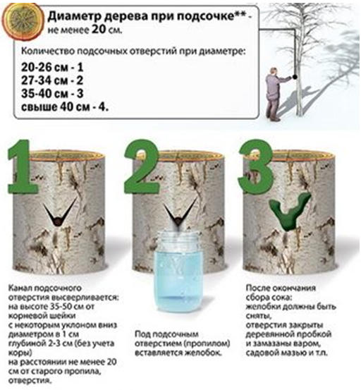 bersok1