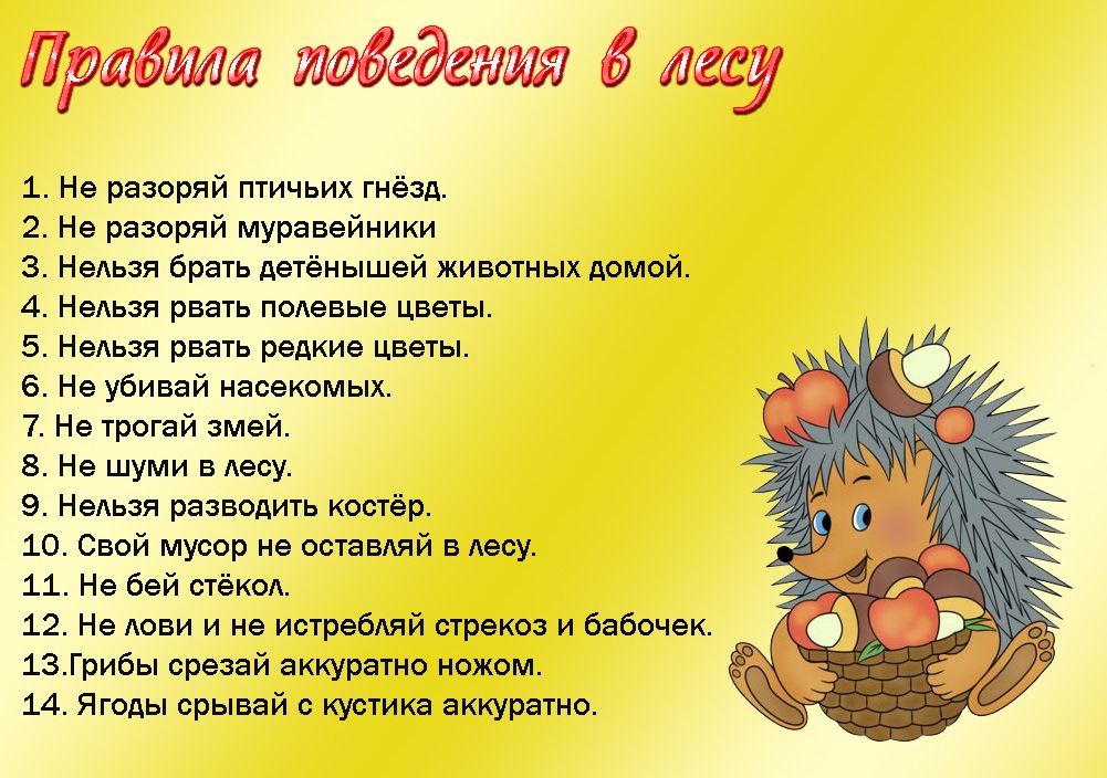 pravila v lesu