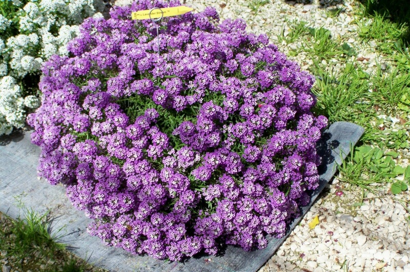Allisum