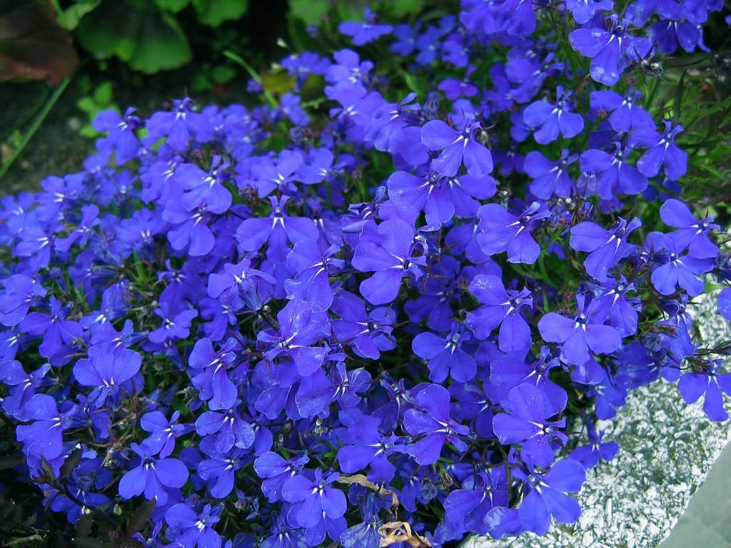 Lobelia