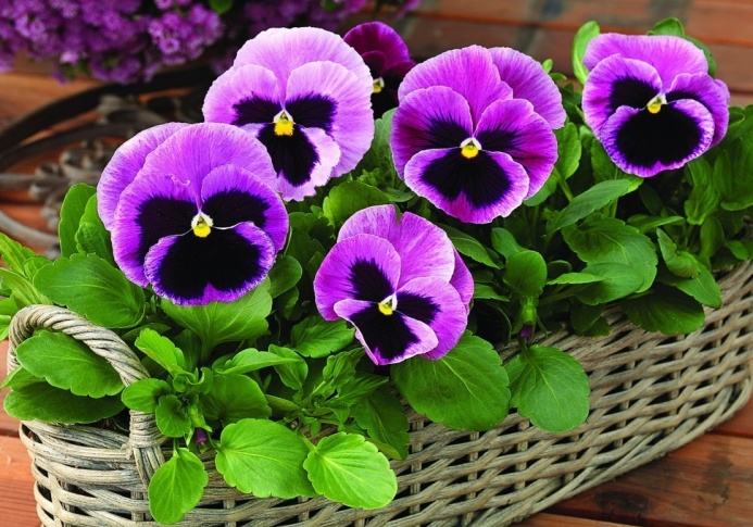 Viola