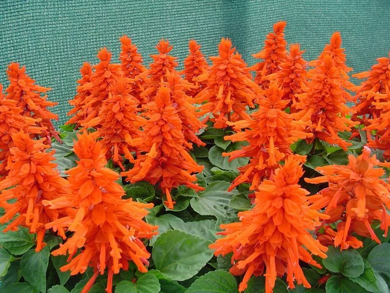 salvia